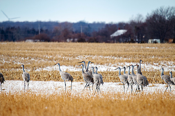포토 JPG 해외이미지 동물 야생동물 백그라운드 캐나다 자연 조류 사람없음 야외 옆모습 빨간색 초록색 파란색 컬러풀 노란색 머리 환경 회색 흰색 습지 큼 깃털 기중기 부리 목 북쪽 계산서 내추럴 플로리다 해외포토 뷰포인트 컬러 북아메리카 신체부위 미국 중장비 크기 방향 생태계 파일형식 이미지허브