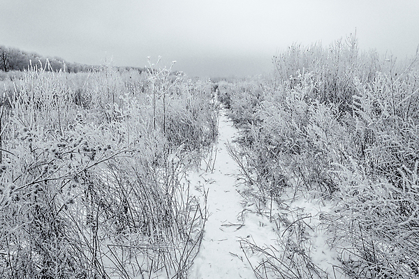 포토 JPG 해외이미지 나무 식물 구름 계절 공원 여행 백그라운드 겨울 밭 자연 하늘 날씨 흑백 풍경 초원 사람없음 야외 빛 뷰티 환경 정원 냉동 검은색 추위 흰색 숲 서리 장면 제설기 수평선 해외포토 자연요소 공공시설 컬러 농업 촬영기법 생태계 제설 파일형식 이미지허브