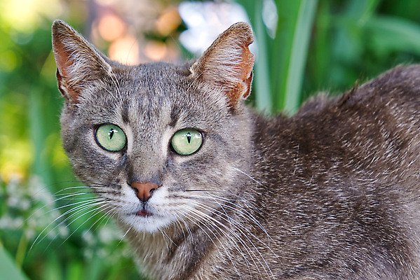 포토 JPG 해외이미지 동물 응시 공원 얼굴 백그라운드 수염 건강 초원 성인 사람없음 야외 초록색 여름 반려동물 노란색 머리 귀여움 정원 고양이 줄무늬 회색 모피 얼룩무늬 해외포토 시선 계절 공공시설 컬러 컨셉 무늬 포유류 사람 신체부위 파일형식 이미지허브