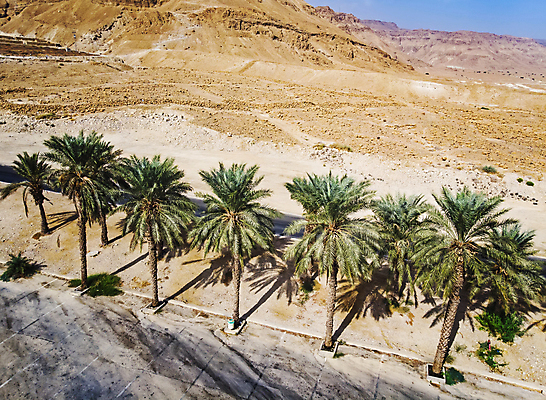 포토 JPG 해외이미지 나무 식물 모래 여행 백그라운드 아프리카 자연 하늘 휴가 휴식 건조 손바닥 사람없음 야외 파란색 모래사장 햇빛 평화 환경 맑음 침묵 사막 표현 뜨거움 날짜 긍정 장면 내추럴 오아시스 이스라엘 해외포토 손 나라 바다 컬러 컨셉 날씨 태양 소리 생태계 서아시아 파일형식 이미지허브