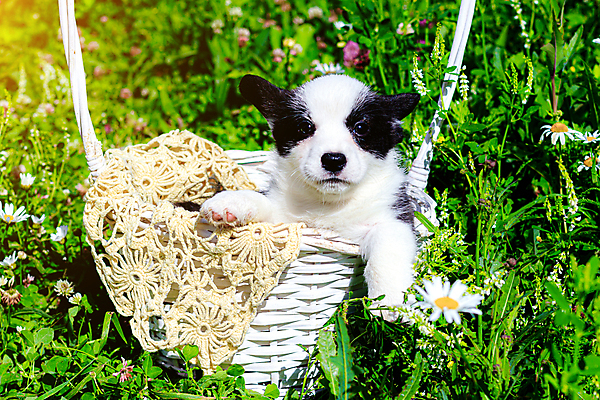 포토 JPG 해외이미지 동물 1 공원 행복 포유류 자연 털 앉기 사람없음 야외 초록색 반려동물 바구니 귀여움 정원 우정 아기 황금 개 달콤 강아지 작음 송곳니 해외포토 공공시설 감정 컬러 컨셉 모션 사람 친구 맛 치아 크기 생태계 파일형식 이미지허브