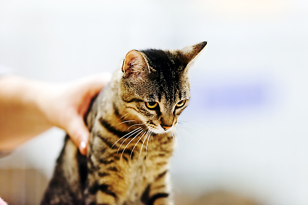 포토 JPG 해외이미지 한마리 실내 사람없음 반려동물 고양이 반려묘 해외포토 동물 1 포유류 내부 파일형식 이미지허브