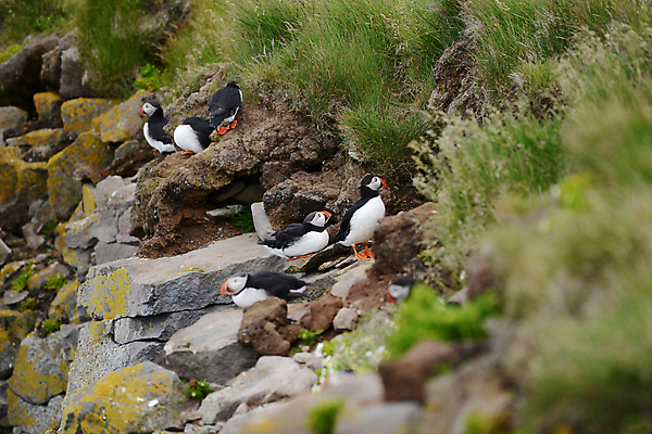 포토 JPG 해외이미지 동물 유럽 야생동물 바다 섬 여행 백그라운드 자연 조류 아이슬란드 사람없음 초록색 물 컬러풀 뷰티 검은색 흰색 빙하 부리 북쪽 대서양 해외포토 자연요소 나라 컬러 방향 생태계 파일형식 이미지허브