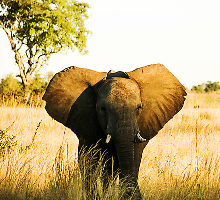 포토 JPG 해외이미지 주간 나무 한마리 야생동물 초식동물 코끼리 초원 사람없음 야외 걷기 해외포토 자연요소 식물 동물 1 포유류 모션 파일형식 이미지허브
