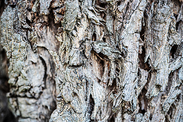 포토 JPG 해외이미지 나무 식물 디자인 백그라운드 패턴 자연 벽지 표면 날씨 추상 건조 사람없음 야외 목재 환경 검은색 회색 골동품 껍질 흰색 거친 균열 보호 숲 낟알 피부 묘사 유기농 생태계 질감 나무껍질 내추럴 그런지 수목 옛날 울퉁불퉁 노화 해외포토 웰빙 컬러 컨셉 무늬 재료 모션 신체부위 파일형식 이미지허브