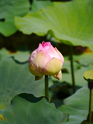 포토 JPG 해외이미지 식물 디자인 공원 꽃잎 꽃 아시아 호수 선 분홍색 백그라운드 잎 꽃무늬 자연 휴식 연꽃 동양인 사람없음 장식 초록색 물 여름 뷰티 노란색 환경 정원 침묵 봄 벚꽃 연못 신선 개화 백합 심볼 묘사 내추럴 해외포토 자연요소 계절 공공시설 나라 컬러 컨셉 무늬 인종 소리 생태계 파일형식 이미지허브