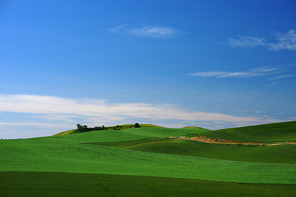 포토 JPG 해외이미지 농업 사람없음 초록색 농장 봄 시골 농부 밀 언덕 지역 멀리 워싱턴 해외포토 직업 계절 산업 컬러 곡류 미국 파일형식 이미지허브
