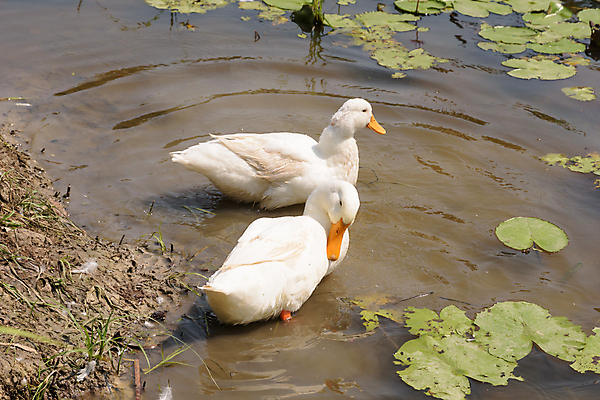 포토 JPG 해외이미지 주간 동물 물결 야생동물 날개 날씨 오리 연꽃 사람없음 야외 옆모습 초록색 햇빛 반사 머리 침묵 흰색 연못 개울 그룹 청소 깃털 사냥 부리 물새 청둥오리 동물상 생태학 해외포토 자연요소 교육 꽃 뷰포인트 컬러 조류 신체부위 강 태양 조형물 소리 파일형식 이미지허브