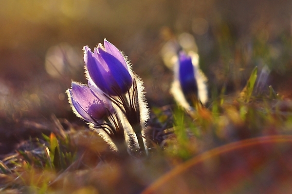 포토 JPG 해외이미지 식물 계절 꽃잎 꽃 백그라운드 잎 꽃무늬 자연 벽지 초원 사람없음 야외 초록색 여름 파란색 컬러풀 뷰티 정원 보라색 일몰 봄 성장 벚꽃 꽃술 신선 개화 4월 묘사 꽃가루 부드러움 내추럴 2월 알레르기 해외포토 컬러 무늬 노을 감각 날짜 질병 가루 생태계 파일형식 이미지허브
