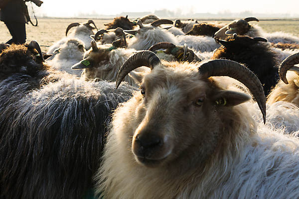 포토 JPG 해외이미지 나무 동물 전통 계절 겨울 밭 농업 포유류 모션 자연 털 경비 사람없음 초록색 농장 농경지 마을 환경 일몰 봄 시골 양 그룹 소 양치기 개 군중 농부 주식 방목 언덕 양고기 양모 무료 밭일 생태학 많음 해외포토 식물 직업 교육 산업 컬러 컨셉 육류 안전 사람 금융 노을 직물 보호 축산업 생태계 파일형식 이미지허브