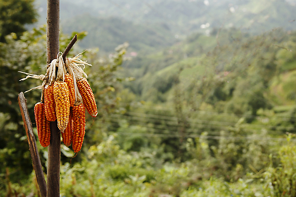 포토 JPG 해외이미지 음식 빵 농업 파스타 옥수수 요리 사람없음 물 바구니 마을 저녁식사 아침식사 밀 유기농 밀가루 해외포토 자연요소 웰빙 산업 곡류 서양음식 식사 가루 파일형식 이미지허브
