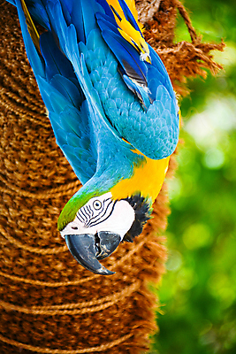 포토 JPG 해외이미지 동물 야생동물 백그라운드 자연 조류 사람없음 초록색 파란색 반려동물 컬러풀 뷰티 노란색 회색 흰색 부리 앵무새 내추럴 고립 이국적 해외포토 컬러 생태계 파일형식 이미지허브