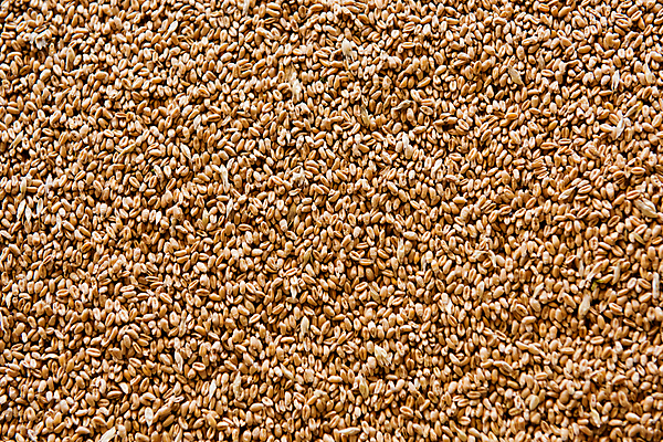 포토 JPG 해외이미지 음식 백그라운드 컨셉 패턴 농업 다이어트 재료 건조 건강 씨앗 사람없음 농작물 노란색 쌓기 수확 시골 그룹 황금 닫기 낟알 시리얼 밀 묘사 유기농 질감 알맹이 날것 흙더미 내추럴 숙성 영양분 채식주의자 많음 더스트파티클 세련 해외포토 식물 웰빙 산업 컬러 무늬 모션 곡류 흙 채식 파일형식 더미 이미지허브