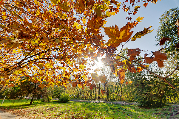 포토 JPG 해외이미지 나무 계절 공원 여행 잎 오렌지 자연 하늘 산 사람없음 야외 초록색 파란색 빛 햇빛 태양 노란색 환경 낭만 황금 숲 속도 내추럴 전국 해외포토 자연요소 식물 공공시설 컬러 컨셉 과일 생태계 파일형식 이미지허브