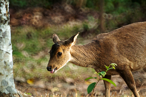 포토 JPG 해외이미지 동물 응시 여자 남자 길 야생동물 밭 포유류 자국 자연 털 뿔 동물원 잔디 초원 사람없음 가로 초록색 햇빛 갈색 머리 귀여움 달러 가을 황무지 숲 꼬리 사냥 땀 귀 서식지 통과 동물상 아기사슴 웅장함 인구 해외포토 식물 시선 계절 새끼 컬러 컨셉 돈 농업 사슴 사람 신체부위 태양 조형물 생태계 파일형식 이미지허브