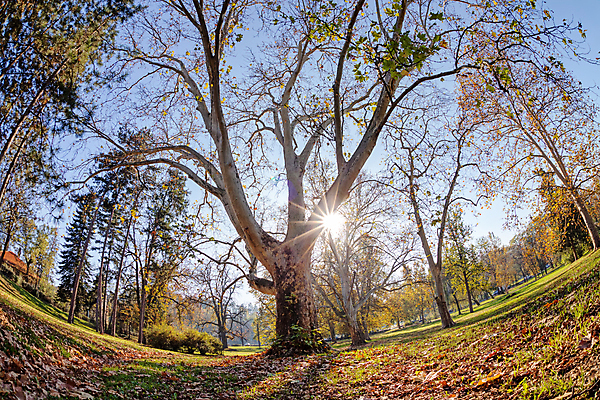 포토 JPG 해외이미지 나무 식물 계절 공원 백그라운드 잎 밭 오렌지 자연 하늘 사람없음 야외 목재 빨간색 초록색 빛 햇빛 뷰티 갈색 노란색 평화 정원 맑음 침묵 봄 활발 나뭇가지 시골 신선 황무지 황금 숲 질감 상승 조경 장면 내추럴 땅바닥 해외포토 공공시설 컬러 컨셉 농업 과일 재료 날씨 바닥 태양 소리 생태계 파일형식 이미지허브