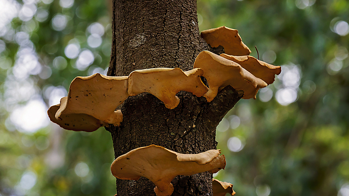 포토 JPG 해외이미지 모양 나무 식물 벽 자연 표면 세포 종류 사람없음 야외 환경 버섯 성장 호주 숲 생태계 통나무 서식지 내추럴 기생충 곰팡이 생태학 해외포토 교육 바이러스 오세아니아 파일형식 이미지허브