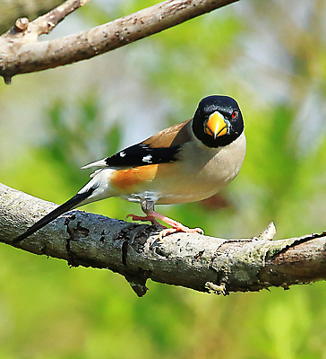 포토 JPG 해외이미지 야생동물 여행 사람없음 여행객 중국 해외포토 동물 아시아 사람 파일형식 이미지허브
