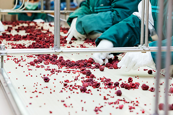 포토 JPG 해외이미지 손 공장 신체부위 냉동 기계 잡기 제조 산딸기 일렬 분류 식품공장 냉동식품 해외포토 음식 과일 공업 모션 사람 파일형식 이미지허브