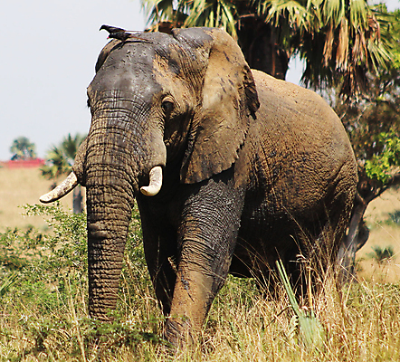 포토 JPG 해외이미지 주간 한마리 야생동물 초식동물 코끼리 초원 사람없음 야외 걷기 풀 해외포토 자연요소 식물 동물 1 포유류 모션 파일형식 이미지허브