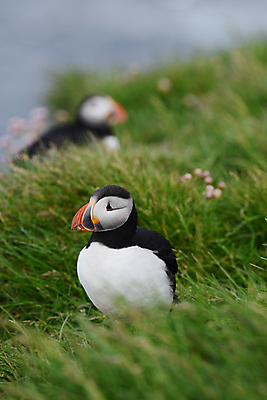 포토 JPG 해외이미지 주간 두마리 조류 사람없음 야외 아웃포커스 소프트포커스 퍼핀 해외포토 자연요소 동물 2 촬영기법 파일형식 이미지허브