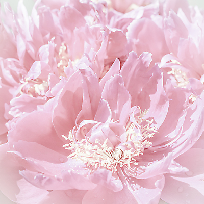 포토 JPG 해외이미지 식물 디자인 꽃잎 꽃 분홍색 꽃다발 결혼 백그라운드 컨셉 꽃무늬 자연 추상 휴가 사람없음 여름 빛 환경 봄 낭만 성장 벚꽃 흰색 신선 신용카드 개화 선택 질감 아로마 초대 부드러움 향 아로마테라피 내추럴 창백 작약 해외포토 계절 컬러 무늬 이벤트 금융 감각 생태계 테라피 파일형식 이미지허브