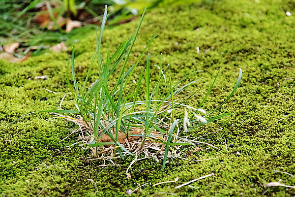 포토 JPG 해외이미지 식물 도로 백그라운드 잎 자연 표면 추상 거리 바닥 이끼 사람없음 야외 초록색 환경 정원 봄 회색 성장 숲 속도 질감 부드러움 옛날 콘크리트 해외포토 계절 길 컬러 무늬 교통시설 감각 생태계 파일형식 이미지허브