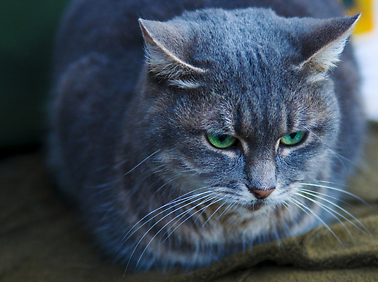 포토 JPG 해외이미지 동물 포유류 포옹 수염 털 사람없음 반려동물 고양이 모피 코 육식동물 해외포토 안기 신체부위 파일형식 이미지허브