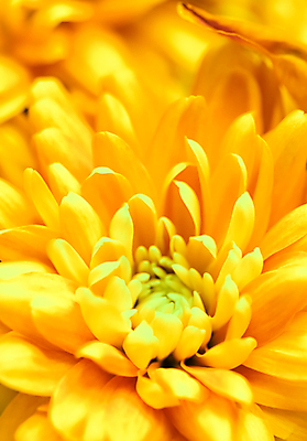 포토 JPG 해외이미지 식물 디자인 계절 꽃잎 꽃 백그라운드 컨셉 꽃무늬 오렌지 자연 추상 휴가 국화 사람없음 여름 빛 갈색 노란색 환경 봄 수확 성장 벚꽃 신선 신용카드 개화 선택 질감 복고 데이지 부드러움 내추럴 해외포토 컬러 무늬 농업 과일 금융 감각 생태계 파일형식 이미지허브