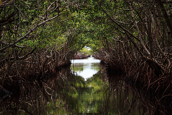 포토 JPG 해외이미지 나무 길 여행 잎 풍경 사람없음 초록색 물 반사 보트 오솔길 수로 플로리다 해외포토 자연요소 식물 컬러 배_교통 미국 파일형식 이미지허브