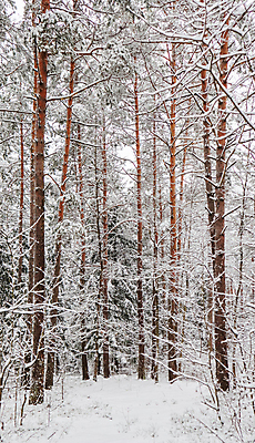포토 JPG 해외이미지 나무 길 겨울 자연 사람없음 야외 눈 숲 가로수 해외포토 자연요소 식물 계절 날씨 생태계 파일형식 이미지허브