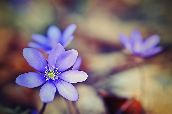 포토 JPG 해외이미지 식물 계절 꽃잎 꽃 백그라운드 잎 꽃무늬 자연 사람없음 야외 초록색 파란색 컬러풀 뷰티 정원 보라색 봄 들꽃 벚꽃 신선 개화 숲 제비꽃 내추럴 노루귀 아네모네 해외포토 컬러 무늬 생태계 파일형식 이미지허브