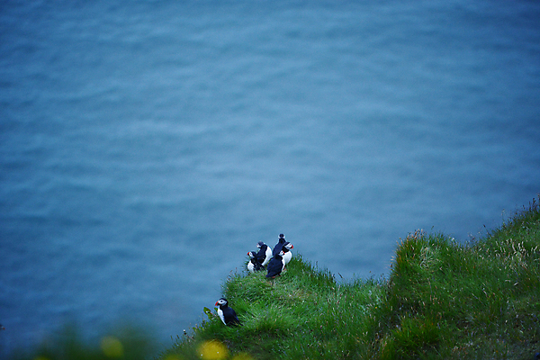 포토 JPG 해외이미지 동물 꽃 야생동물 음식 바다 섬 여행 캐나다 조류 노르웨이 아이슬란드 사람없음 물 여름 빙하 대서양 식민지 피오르 해외포토 자연요소 식물 계절 유럽 북아메리카 지형 파일형식 이미지허브