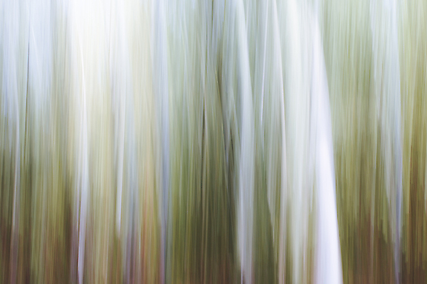 포토 JPG 해외이미지 나무 공원 백그라운드 이동 컨셉 잎 패턴 모션 자연 벽지 추상 사람없음 야외 목재 세로 컬러풀 계곡 안개 떨어짐 숲 질감 웨이브 슛 마법 색동 내추럴 블러 환상 해외포토 식물 공공시설 컬러 무늬 재료 날씨 생태계 파일형식 이미지허브