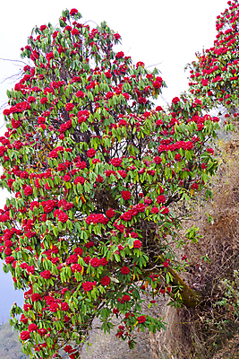 포토 JPG 해외이미지 나무 식물 꽃잎 꽃 아시아 산 사람없음 야외 뷰티 다양 벚꽃 개화 보호 진달래 환경보전 생물학 네팔 서식지 꽃수술 취급주의 히말라야 해외포토 교육 나라 다수 컨셉 경고 사회이슈 파일형식 산맥 이미지허브