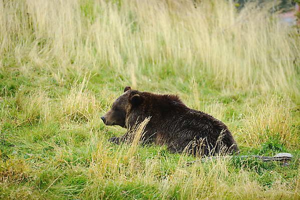 포토 JPG 해외이미지 주간 한마리 야생동물 엎드리기 곰 사람없음 야외 눕기 흑곰 해외포토 자연요소 동물 1 포유류 모션 파일형식 이미지허브