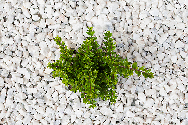 포토 JPG 해외이미지 나무 식물 디자인 공원 음식 백그라운드 잎 패턴 밭 자연 추상 미술 사람 잔디 사람없음 야외 장식 초록색 농장 정원 봄 성장 조약돌 흰색 신선 묘사 원예 질감 내추럴 해외포토 계절 공공시설 컬러 무늬 농업 문화예술 취미 돌_바위 생태계 파일형식 이미지허브