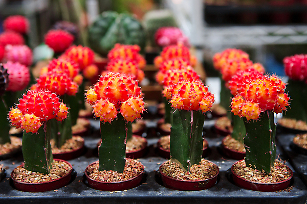 포토 JPG 해외이미지 식물 꽃 줄기 백그라운드 패턴 채소 창문 선인장 종류 사람없음 세트 상자 세일 상점 정원 벚꽃 원형 개화 가시 그룹 혼합 작음 컨테이너 수집 전시회 척추 오브젝트 스파이크 제비 고립 묘목 미니 이국적 인기 많음 해외포토 도형 나무 산업 컨셉 무늬 조류 뼈 전시 크기 파일형식 이미지허브