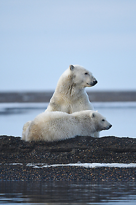 포토 JPG 해외이미지 주간 야생동물 두마리 곰 사람없음 야외 북극곰 백곰 해외포토 자연요소 동물 2 포유류 파일형식 이미지허브