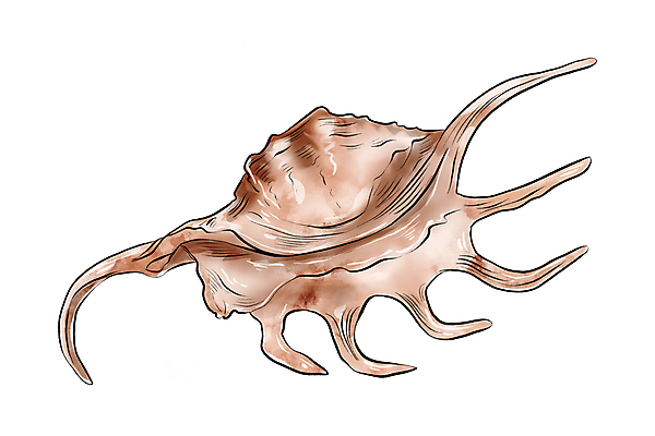 포토 JPG 해외이미지 모양 동물 디자인 야생동물 바다 백그라운드 오렌지 일러스트 자연 조개 연체동물 나선형 사람없음 그래픽 장식 물 갈색 수중 소용돌이 껍질 흰색 죽음 떨어짐 만화 해산물 오브젝트 그림 질감 기념품 수족관 내추럴 고립 동물상 엘리먼트 이국적 해외일러스트 자연요소 컬러 컨셉 무늬 과일 어패류 무척추동물 조형물 회오리 생태계 파일형식 이미지허브