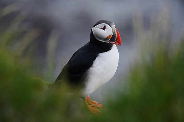 포토 JPG 해외이미지 주간 한마리 조류 사람없음 야외 아웃포커스 소프트포커스 퍼핀 해외포토 자연요소 동물 1 촬영기법 파일형식 이미지허브