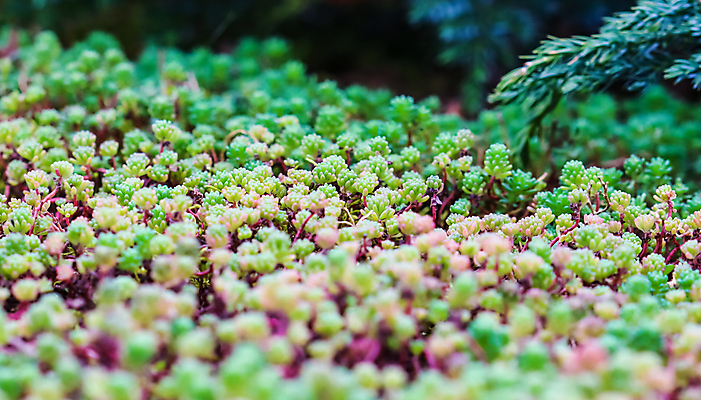 포토 JPG 해외이미지 식물 계절 꽃 줄기 백그라운드 잎 꽃무늬 자연 휴가 사람없음 야외 초록색 컬러풀 환경 정원 봄 카펫 성장 신선 작음 4월 앨범 허브 원예 번짐 상록수 내추럴 땅바닥 해외포토 컬러 무늬 바닥 취미 날짜 크기 생태계 파일형식 효과 이미지허브