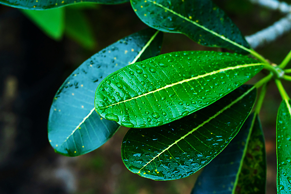 포토 JPG 해외이미지 나무 식물 디자인 꽃잎 아시아 백그라운드 잎 패턴 자연 사람없음 야외 장식 초록색 여름 뷰티 환경 정원 봄 성장 나뭇가지 신선 떨어짐 숲 이슬 빗방울 순수 묘사 유기농 질감 정맥 내추럴 떠남 생태학 엘리먼트 이국적 해외포토 웰빙 계절 교육 꽃 나라 컬러 컨셉 무늬 모션 비_날씨 생태계 혈관 파일형식 이미지허브