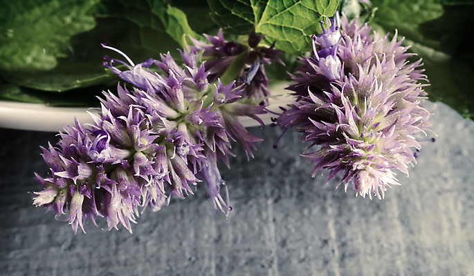 포토 JPG 해외이미지 식물 전통 계절 꽃잎 꽃 분홍색 잎 꽃무늬 자연 사람없음 가로 약 들꽃 약재 신선 개화 약초 허브 향 꿀 라일락 제비 내추럴 영원 해외포토 컬러 무늬 의학 조류 풀_식물 생태계 파일형식 이미지허브