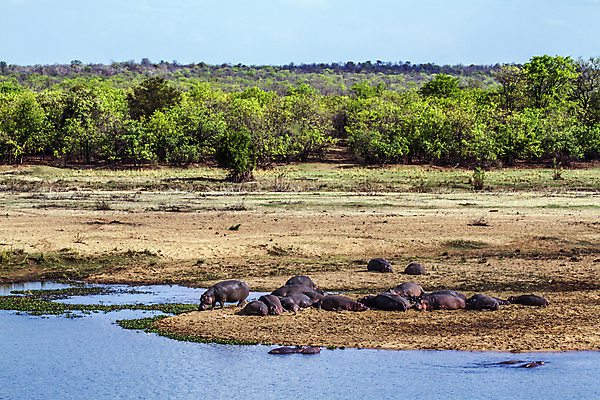 포토 JPG 해외이미지 동물 야생동물 포유류 아프리카 자연 휴식 국립공원 사람없음 눕기 그룹 보호 사파리 하마 남아프리카 보호구역 해외포토 공원 나라 컨셉 모션 생태계 구역 파일형식 이미지허브
