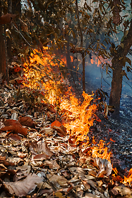 포토 JPG 해외이미지 나무 산 사람없음 야외 연기 숲 위험 인도네시아 산불 해외포토 식물 아시아 컨셉 화재 파일형식 이미지허브