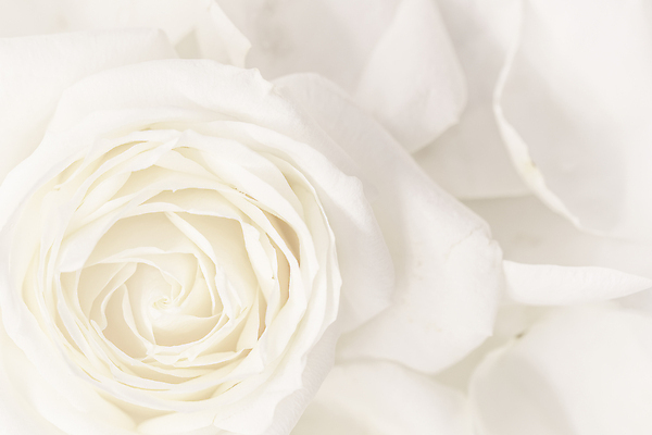 포토 JPG 해외이미지 식물 디자인 계절 꽃잎 꽃 결혼 백그라운드 컨셉 꽃무늬 자연 결혼식 추상 휴가 사람없음 빛 노란색 환경 봄 수확 성장 벚꽃 흰색 신선 신용카드 개화 선택 질감 복고 초대 부드러움 내추럴 해외포토 컬러 무늬 농업 이벤트 금융 감각 생태계 파일형식 이미지허브