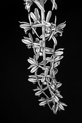 포토 JPG 해외이미지 식물 디자인 꽃잎 꽃 줄기 분홍색 꽃다발 결혼 백그라운드 잎 꽃무늬 패턴 오렌지 자연 추상 선물 사랑 풍경 사람없음 야외 장식 빨간색 초록색 여름 컬러풀 뷰티 장미 노란색 우주 정원 검은색 봄 낭만 벚꽃 흰색 나뭇가지 신선 신용카드 개화 난초 우아함 순수 묘사 오브젝트 질감 호접란 내추럴 고립 돌봄 해외포토 나무 계절 감정 컬러 컨셉 무늬 과일 모션 이벤트 금융 생태계 파일형식 이미지허브