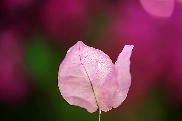 포토 JPG 해외이미지 식물 디자인 꽃잎 꽃 분홍색 꽃다발 백그라운드 꽃무늬 자연 휴식 사람없음 장식 초록색 파란색 컬러풀 뷰티 우주 정원 보라색 봄 낭만 벚꽃 신선 우아함 다발 제비꽃 묘사 오브젝트 보케 내추럴 엘리먼트 이국적 파스텔톤 해외포토 계절 컬러 컨셉 무늬 생태계 파일형식 이미지허브