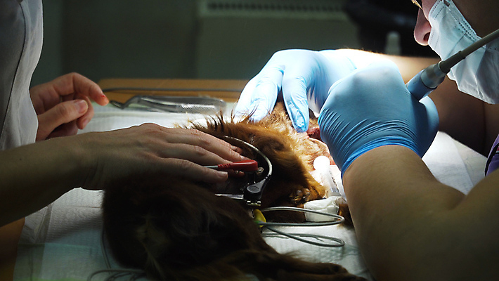 포토 JPG 해외이미지 동물 건강 병원 사람없음 반려동물 약 의사 개 치아 청소 치과의사 수의사 송곳니 돌봄 위생관리 해외포토 포유류 의학 모션 관리 의료진 소화기관 파일형식 이미지허브